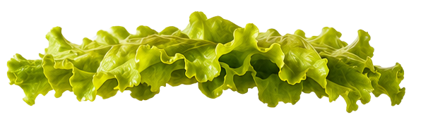 Lechuga